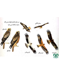 گونه عقاب پر پا Booted Eagle 